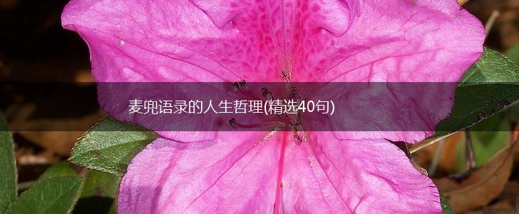 麦兜语录的人生哲理(精选40句),第1张