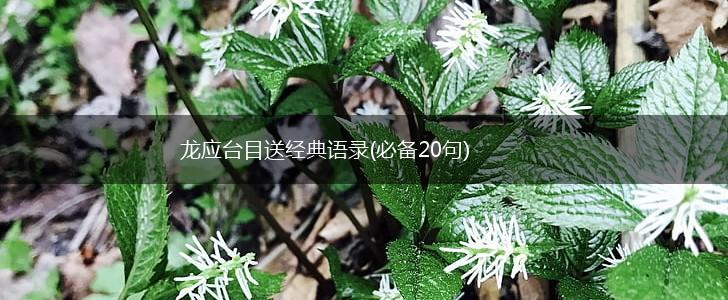 龙应台目送经典语录(必备20句),第1张