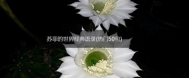 苏菲的世界经典语录(热门50句),第1张