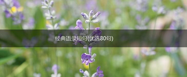 经典语录短句(优选80句),第1张