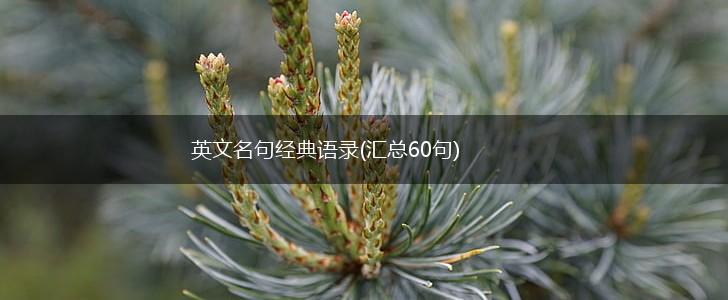 英文名句经典语录(汇总60句),第1张