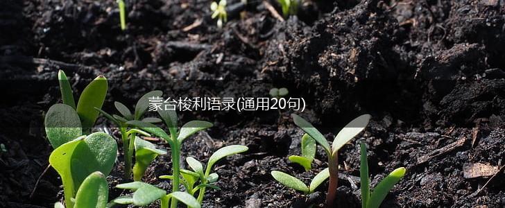 蒙台梭利语录(通用20句),第1张