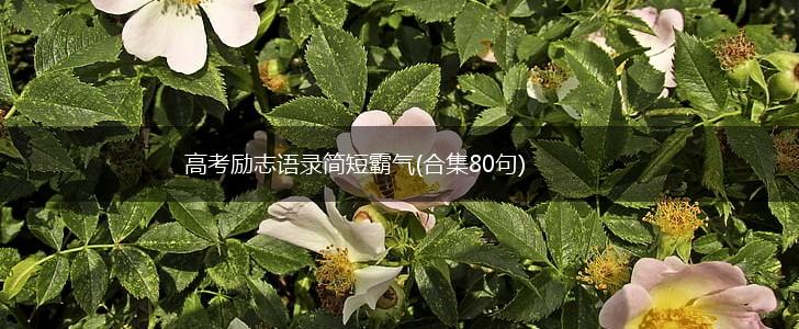 高考励志语录简短霸气(合集80句),第1张