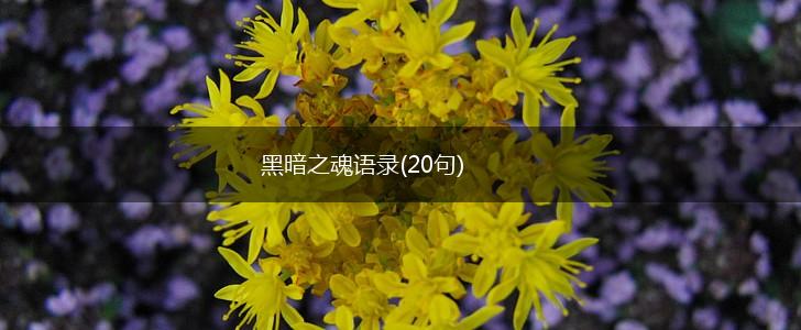 黑暗之魂语录(20句),第1张