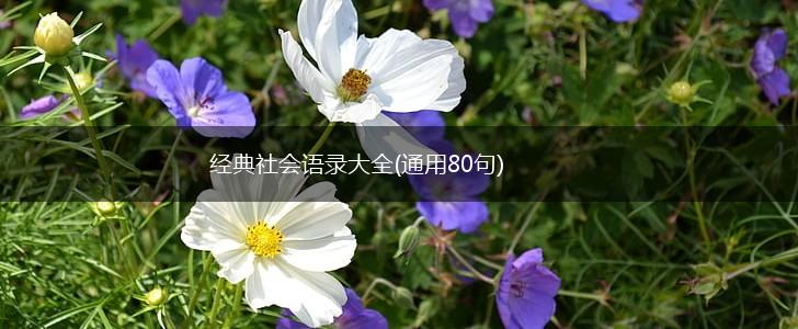 经典社会语录大全(通用80句),第1张