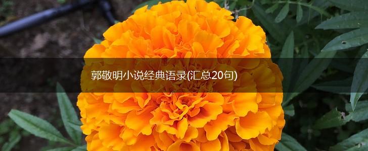 郭敬明小说经典语录(汇总20句),第1张