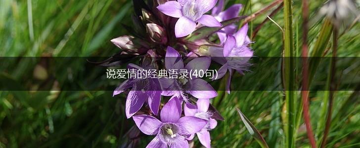 说爱情的经典语录(40句),第1张
