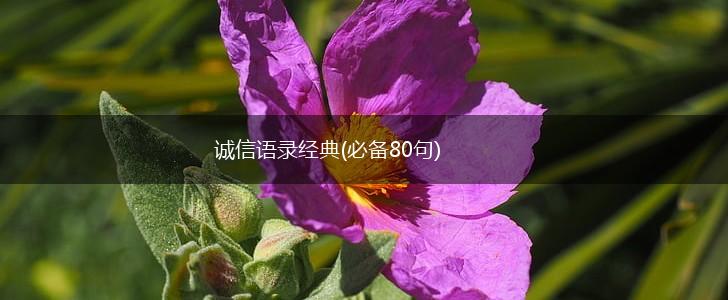 诚信语录经典(必备80句),第1张