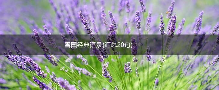 雪国经典语录(汇总20句),第1张
