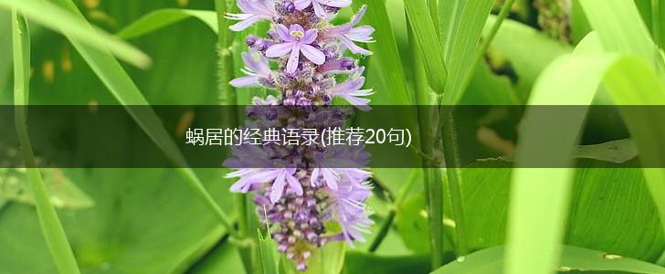 蜗居的经典语录(推荐20句),第1张