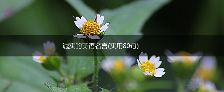 诚实的英语名言(实用80句),第1张