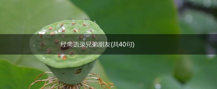 经典语录兄弟朋友(共40句),第1张