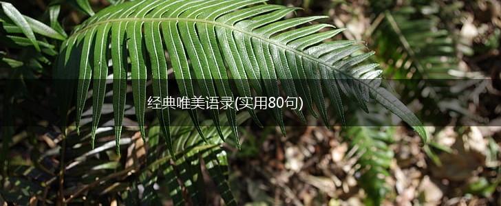 经典唯美语录(实用80句),第1张