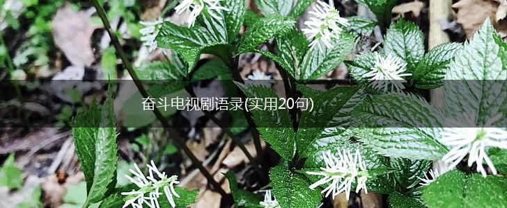 奋斗电视剧语录(实用20句),第1张
