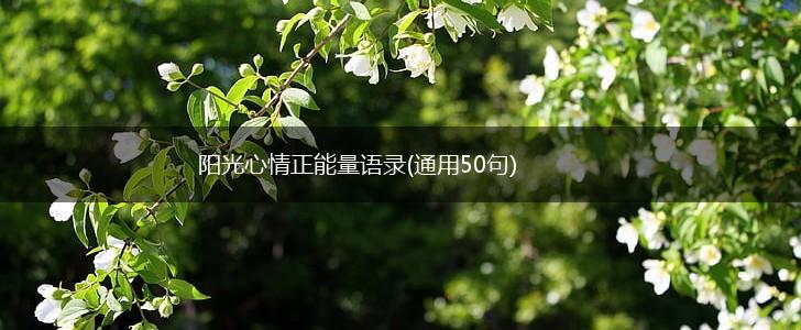 阳光心情正能量语录(通用50句),第1张