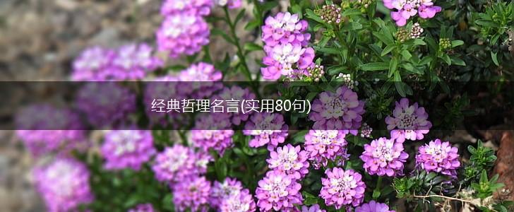 经典哲理名言(实用80句),第1张
