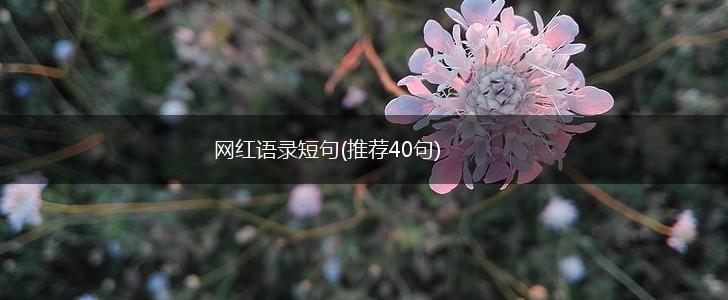 网红语录短句(推荐40句),第1张