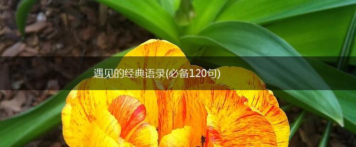 遇见的经典语录(必备120句),第1张