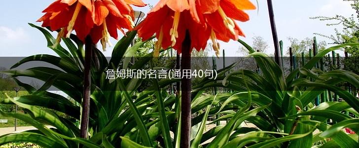 詹姆斯的名言(通用40句),第1张