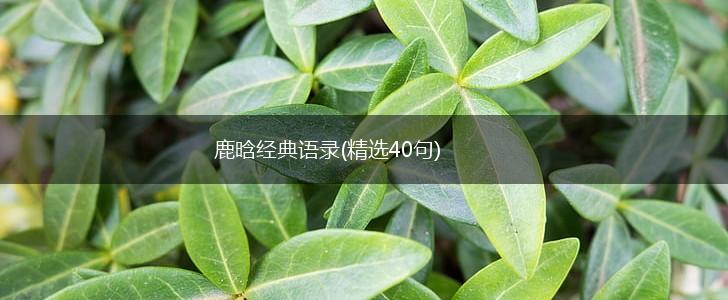 鹿晗经典语录(精选40句),第1张