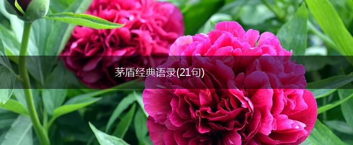 茅盾经典语录(21句),第1张