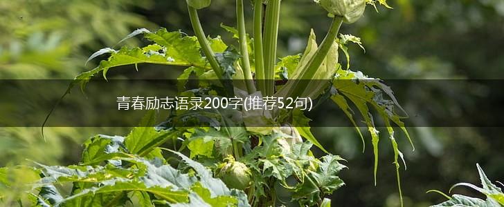 青春励志语录200字(推荐52句),第1张