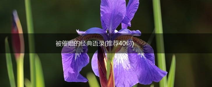 被催婚的经典语录(推荐40句),第1张