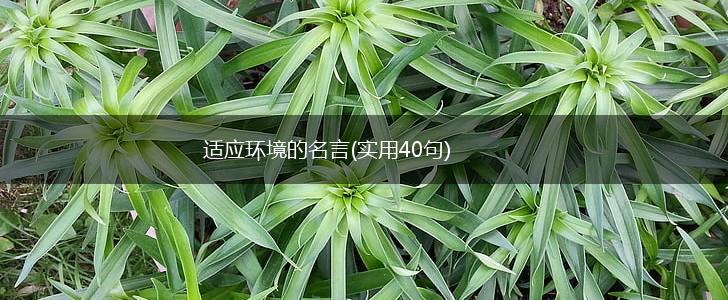适应环境的名言(实用40句),第1张 适应环境的名言(实用40句),第1张