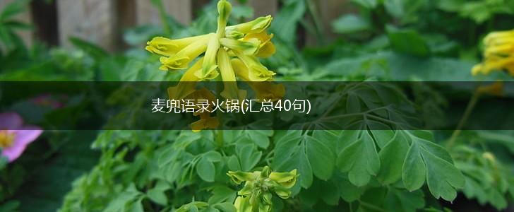 麦兜语录火锅(汇总40句),第1张