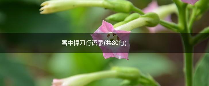 雪中悍刀行语录(共80句),第1张