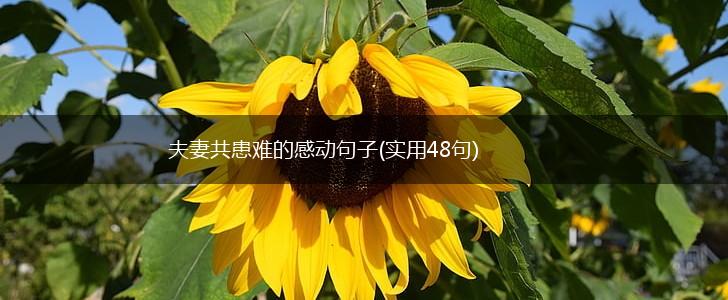 夫妻共患难的感动句子(实用48句),第1张 夫妻共患难的感动句子(实用48句),第1张