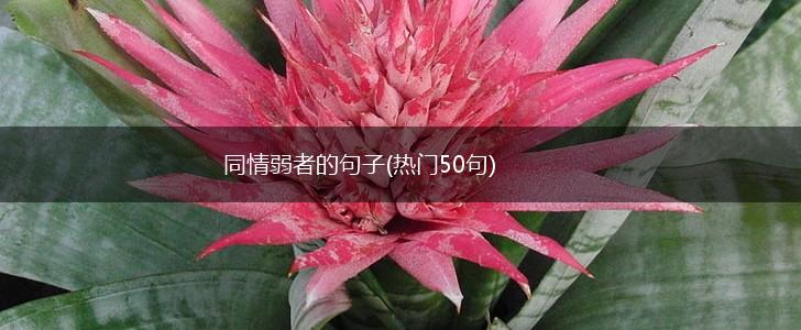 同情弱者的句子(热门50句),第1张 同情弱者的句子(热门50句),第1张