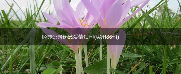 经典语录伤感爱情短句(实用86句),第1张