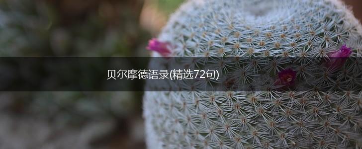 贝尔摩德语录(精选72句),第1张