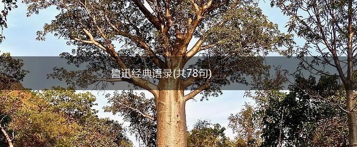 鲁迅经典语录(共78句),第1张