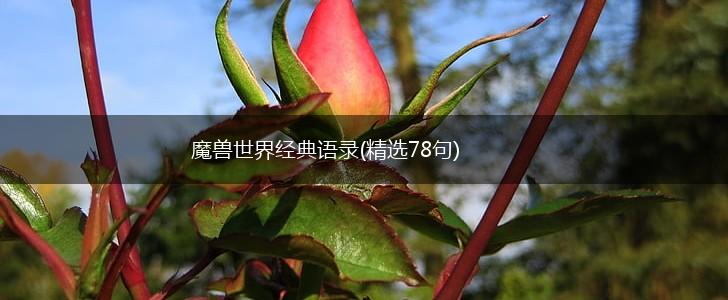 魔兽世界经典语录(精选78句),第1张