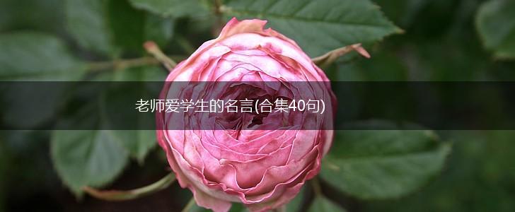 老师爱学生的名言(合集40句),第1张 老师爱学生的名言(合集40句),第1张