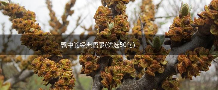 飘中的经典语录(优选50句),第1张