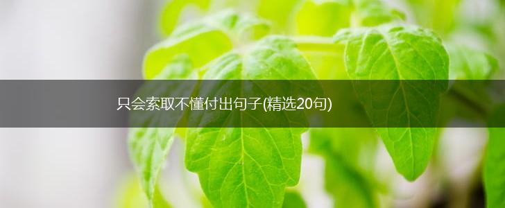 只会索取不懂付出句子(精选20句),第1张