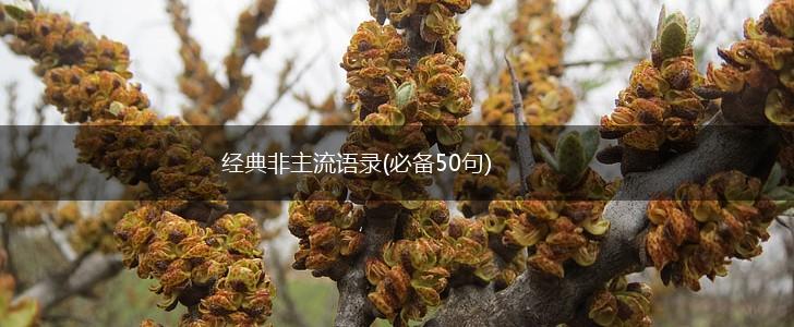 经典非主流语录(必备50句),第1张