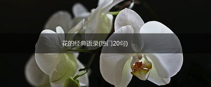 花的经典语录(热门20句),第1张