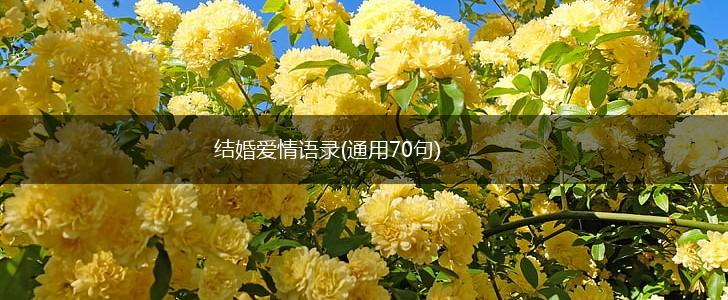 结婚爱情语录(通用70句),第1张