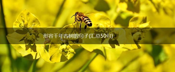 形容千年古树的句子(汇总50句),第1张