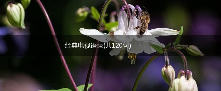 经典电视语录(共120句),第1张