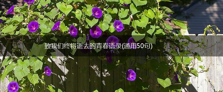 致我们终将逝去的青春语录(通用50句),第1张