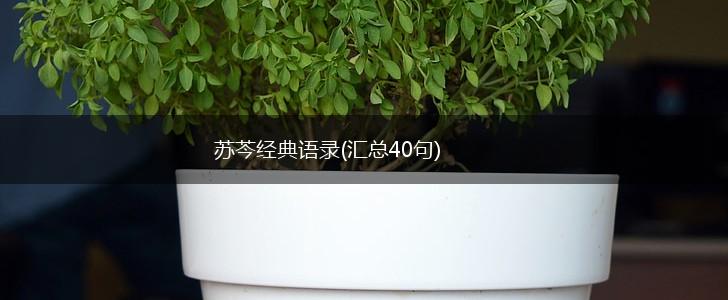 苏芩经典语录(汇总40句),第1张