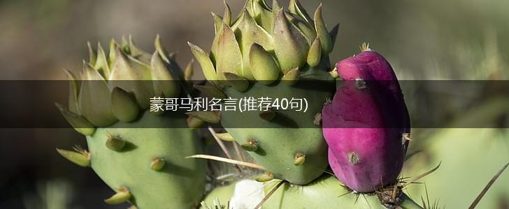 蒙哥马利名言(推荐40句),第1张