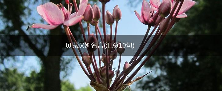 贝克汉姆名言(汇总10句),第1张 贝克汉姆名言(汇总10句),第1张