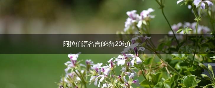阿拉伯语名言(必备20句),第1张