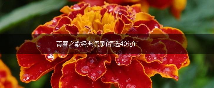 青春之歌经典语录(精选40句),第1张